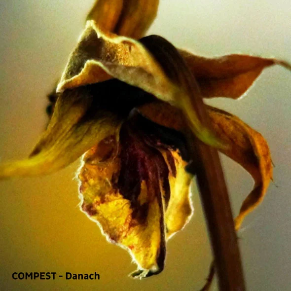 Compest — Danach - изображение 1