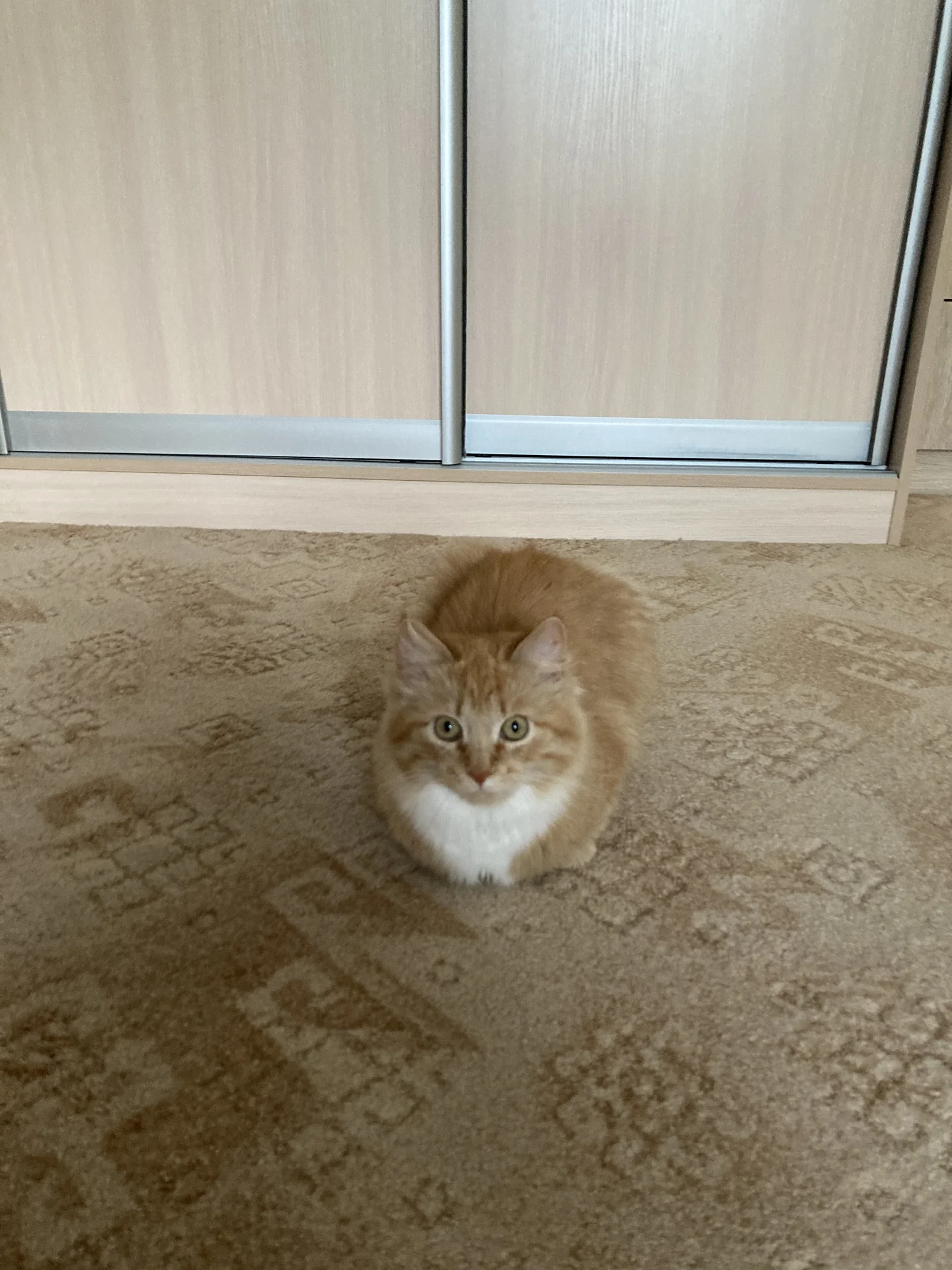 Кошка в добрые руки - миниатюра 6