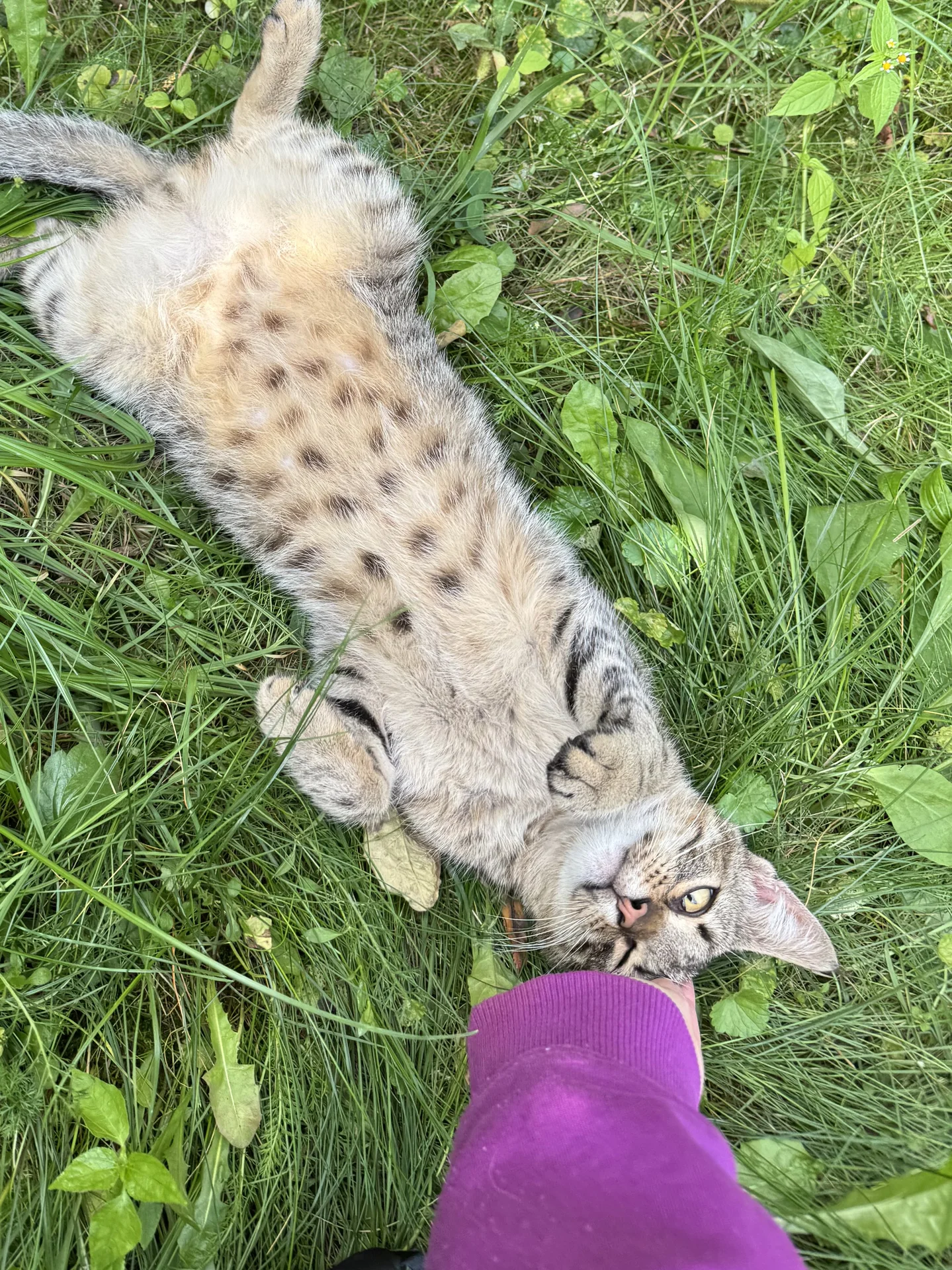 Самый ласковый котенок - изображение 1