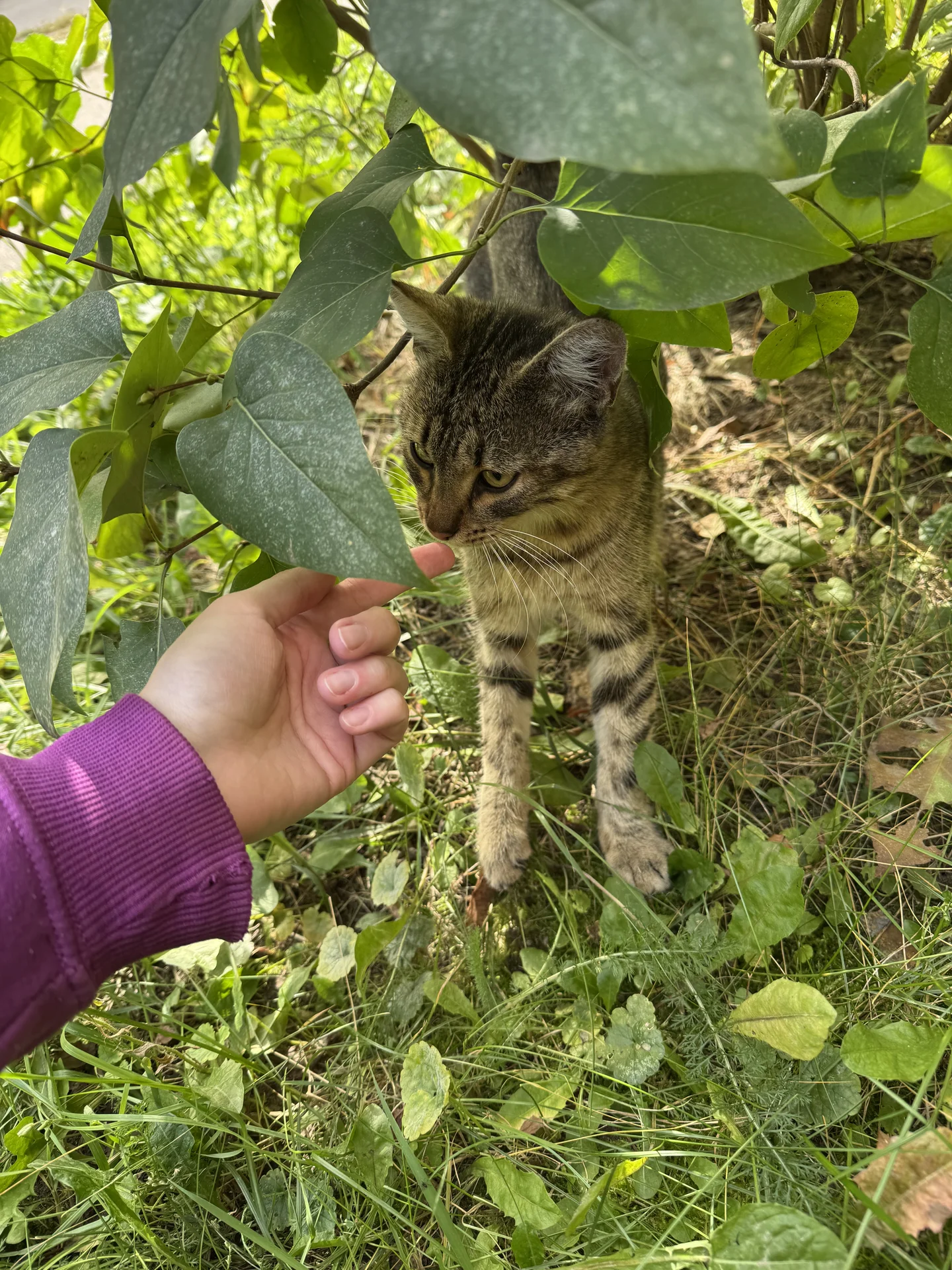 Самый ласковый котенок - миниатюра 2