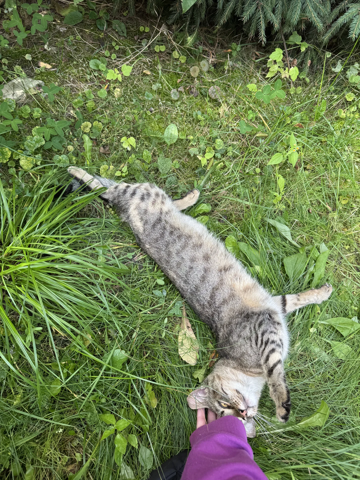 Самый ласковый котенок - миниатюра 4