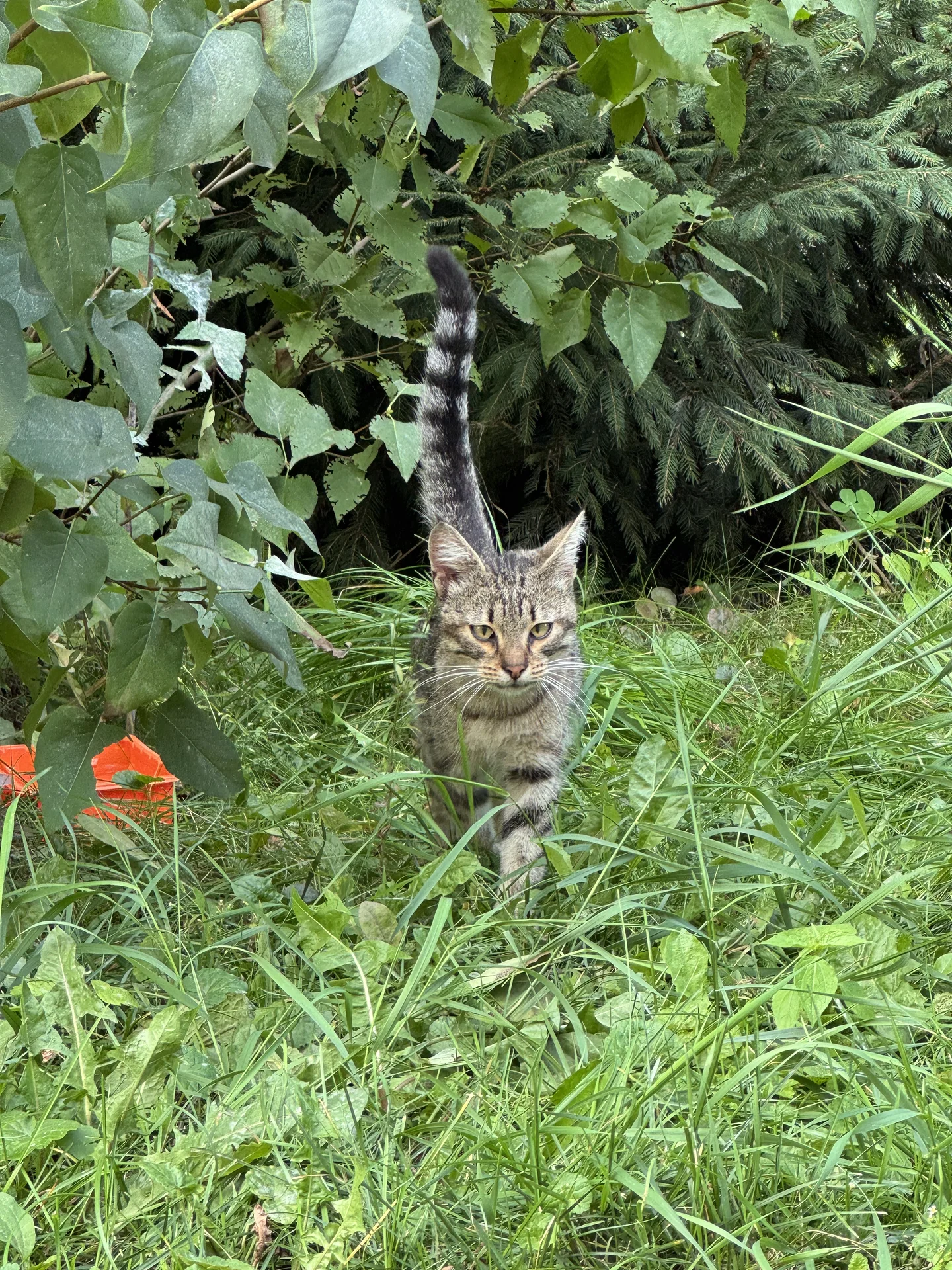 Самый ласковый котенок - миниатюра 5