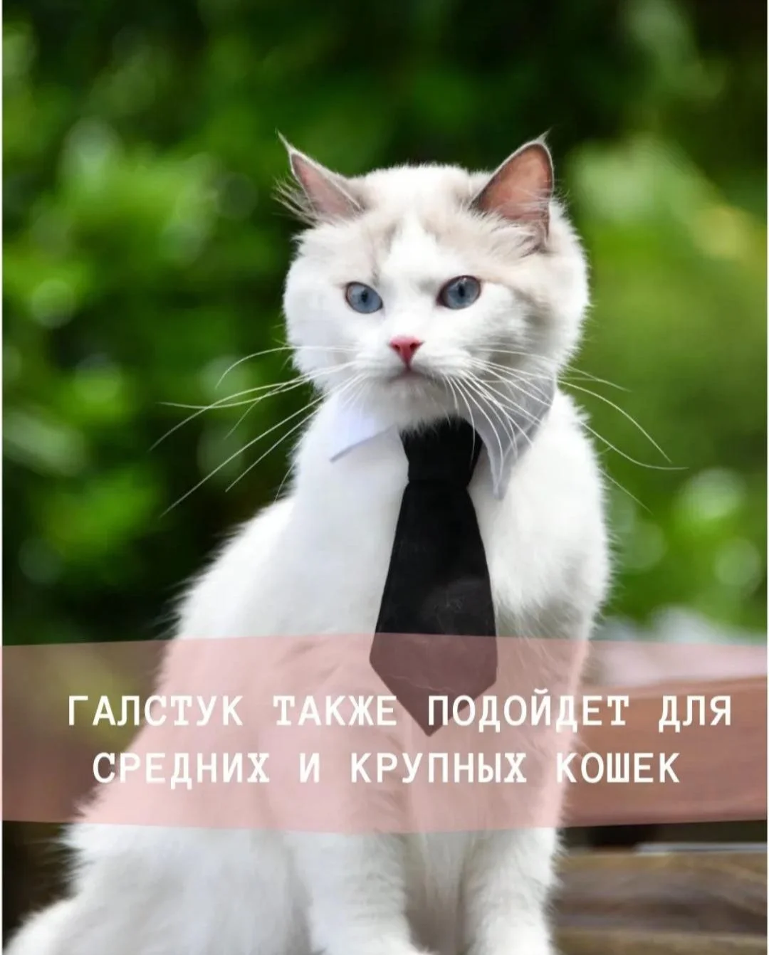 Галстук для собак и кошек - миниатюра 2