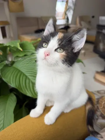 Котенок