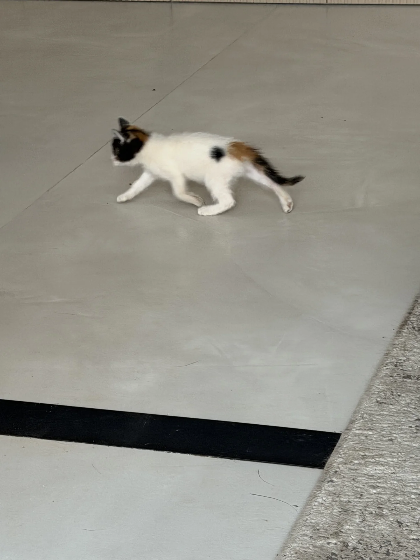 Котенок - миниатюра 2