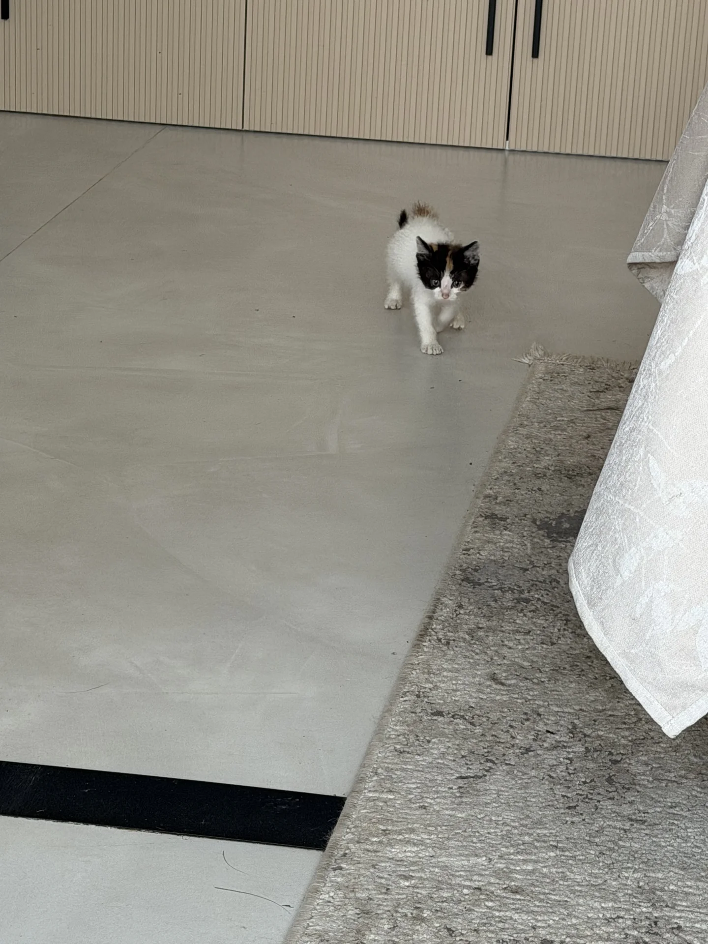 Котенок - миниатюра 3