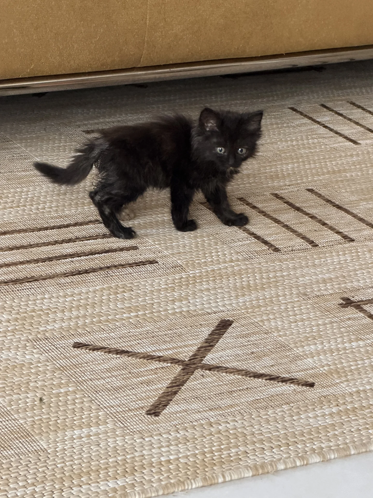 Котенок девочка - миниатюра 3