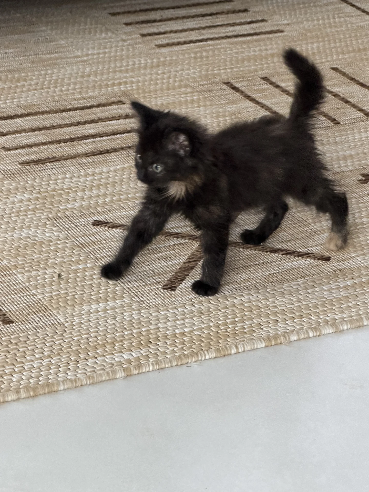 Котенок девочка - миниатюра 4