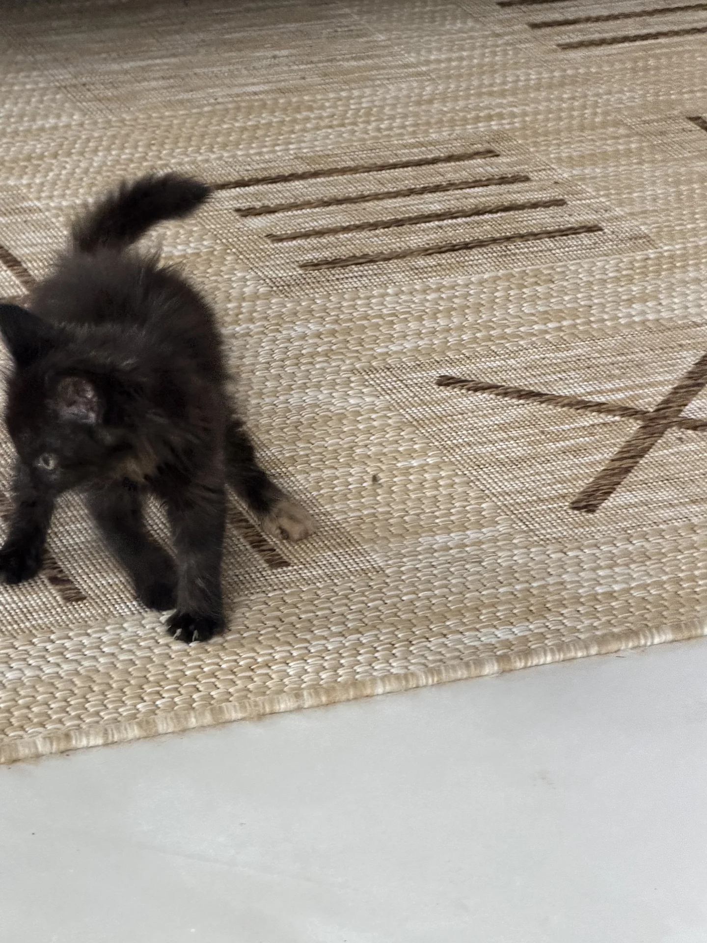 Котенок девочка - миниатюра 5