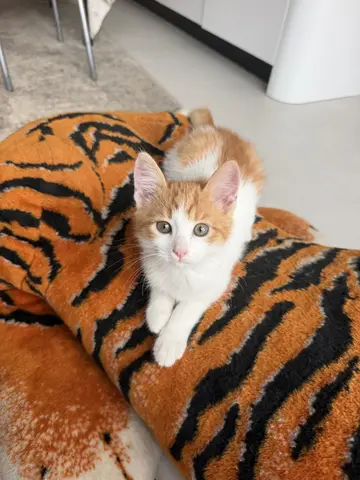 Котенок
