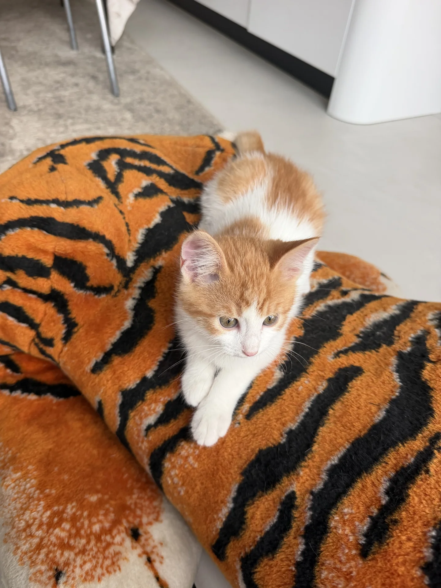 Котенок - миниатюра 7