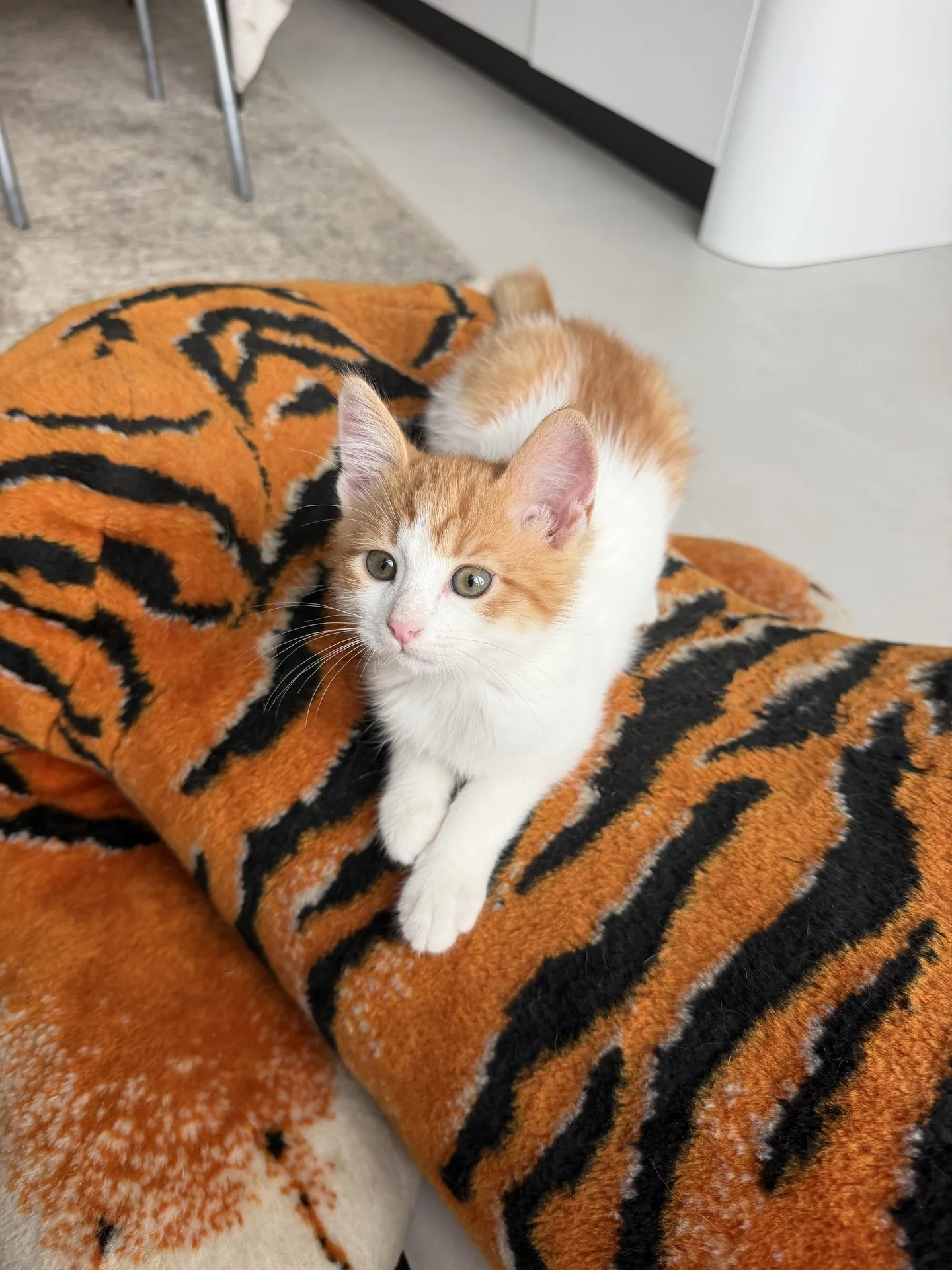 Котенок - миниатюра 8