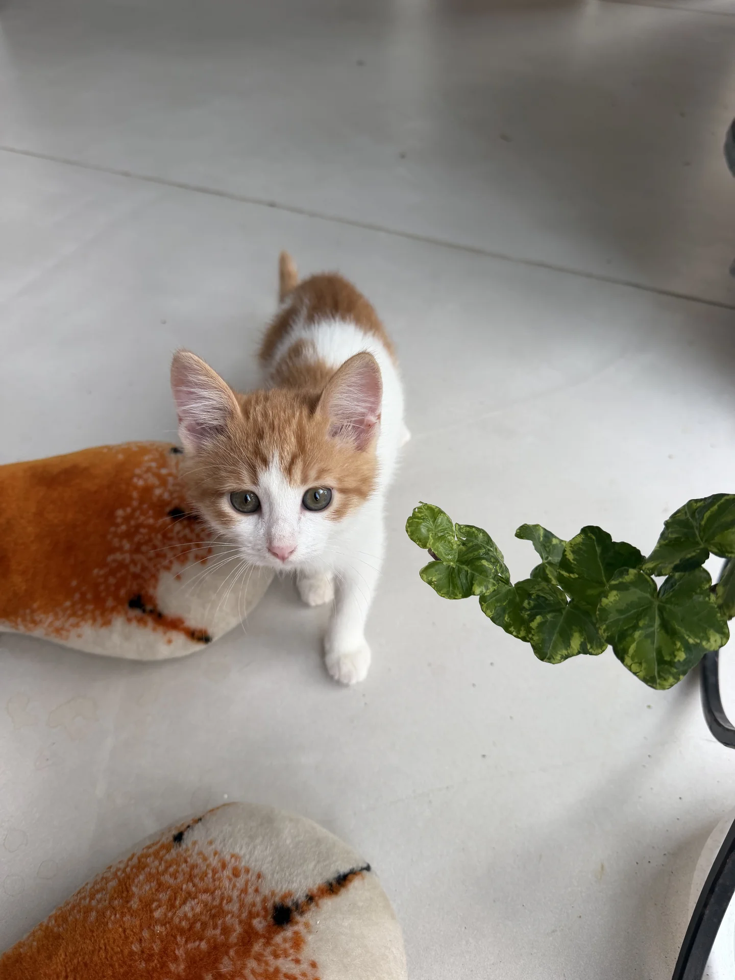 Котенок - миниатюра 9