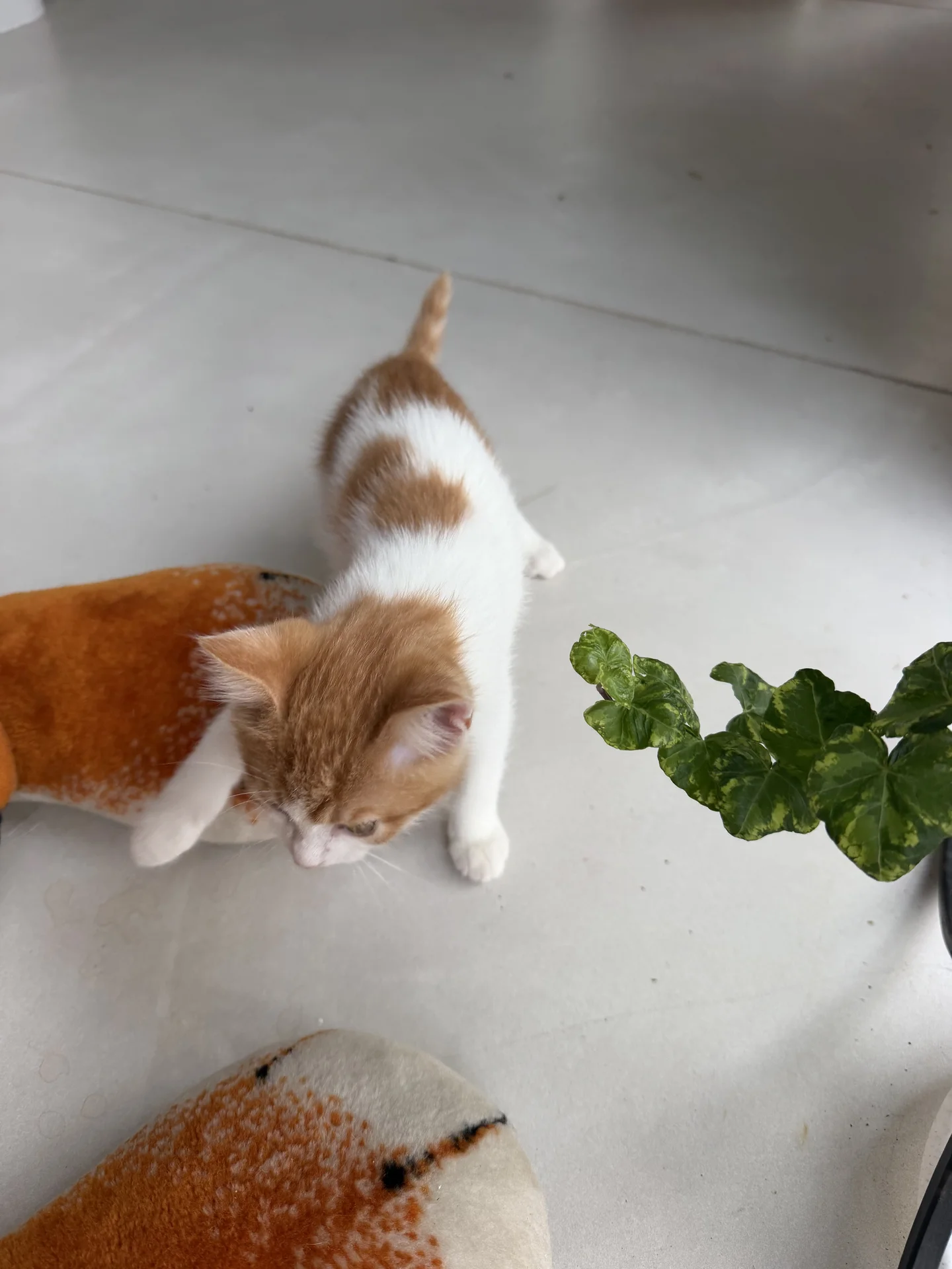 Котенок - миниатюра 10
