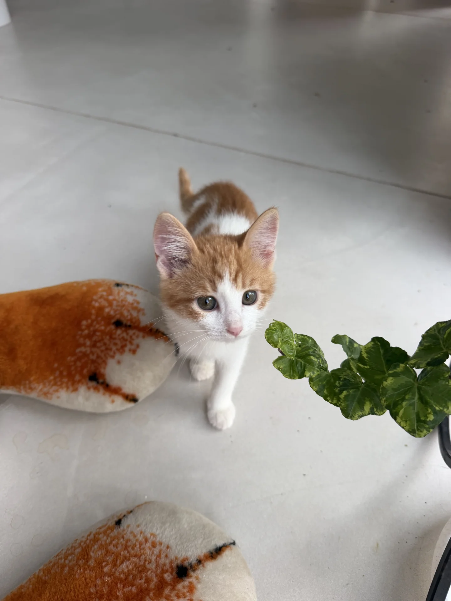 Котенок - миниатюра 11