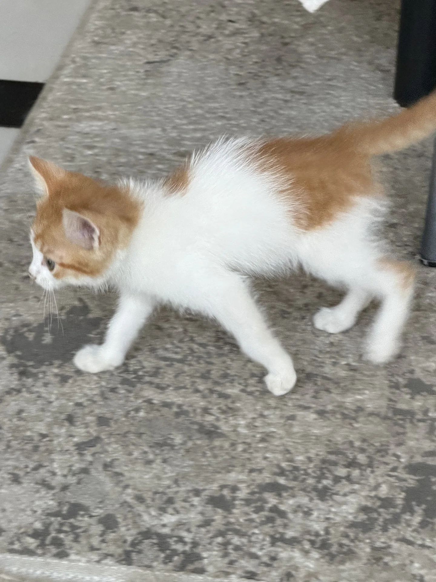 Котенок - миниатюра 2