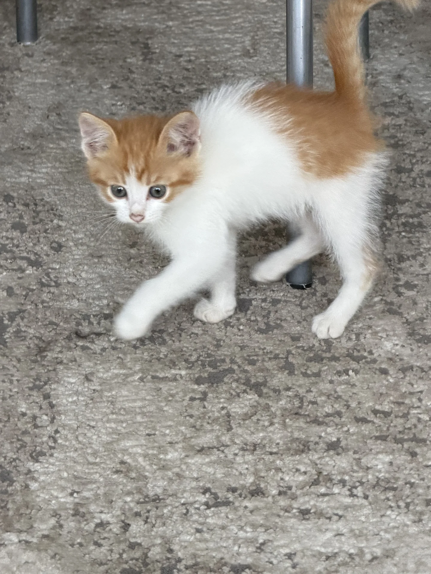 Котенок - миниатюра 3