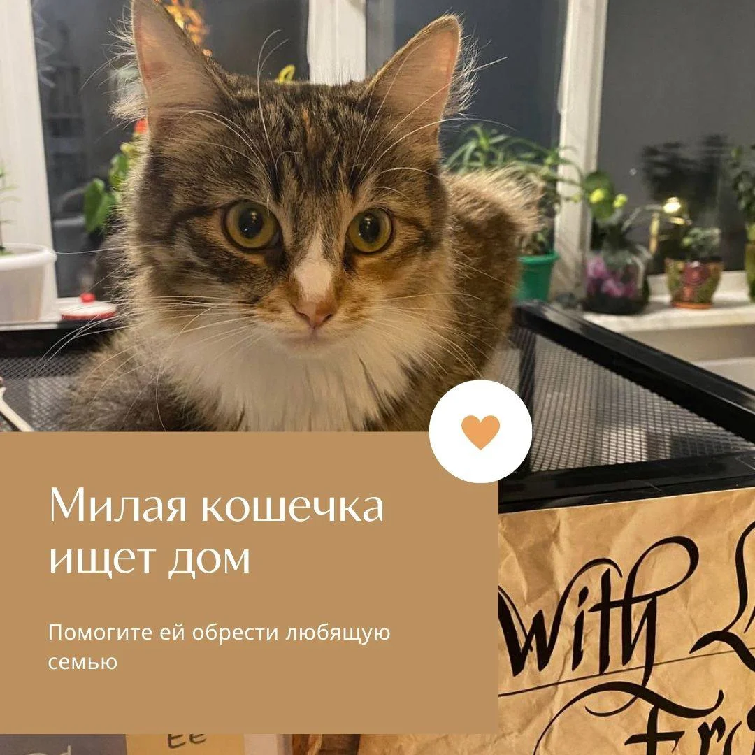 Отдам в добрую семью - миниатюра 3