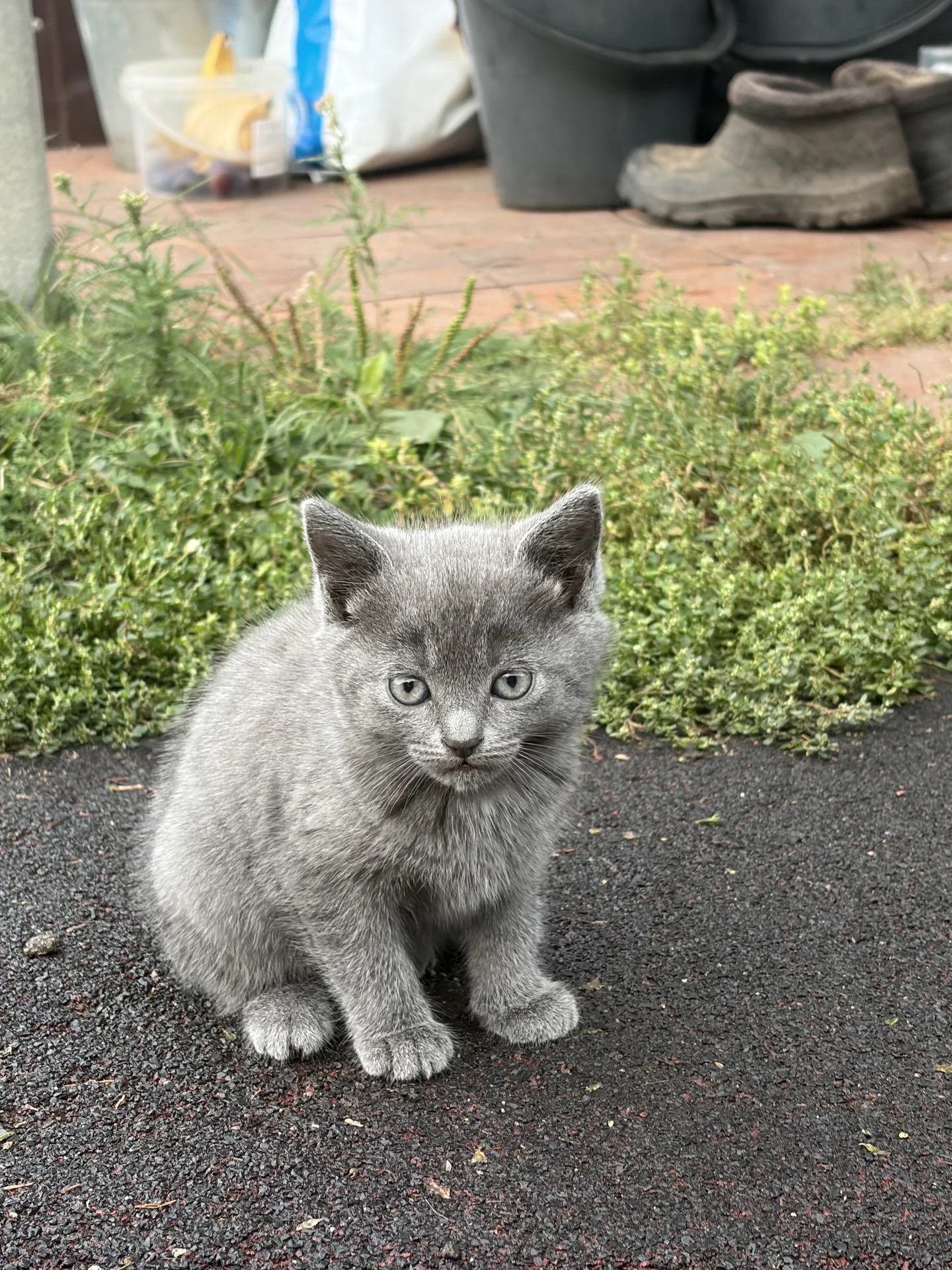 Котенок - изображение 1