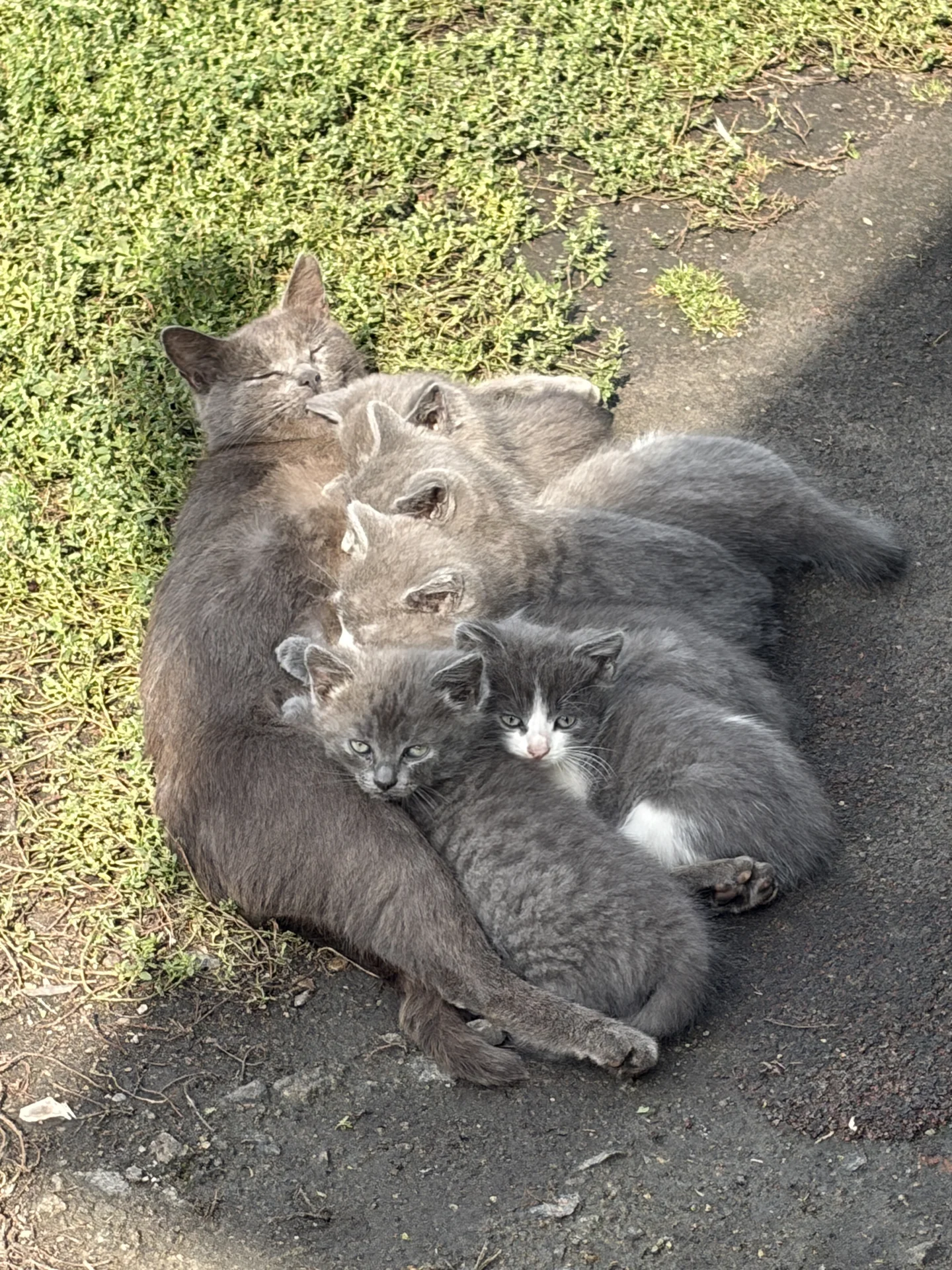 Котенок - миниатюра 2