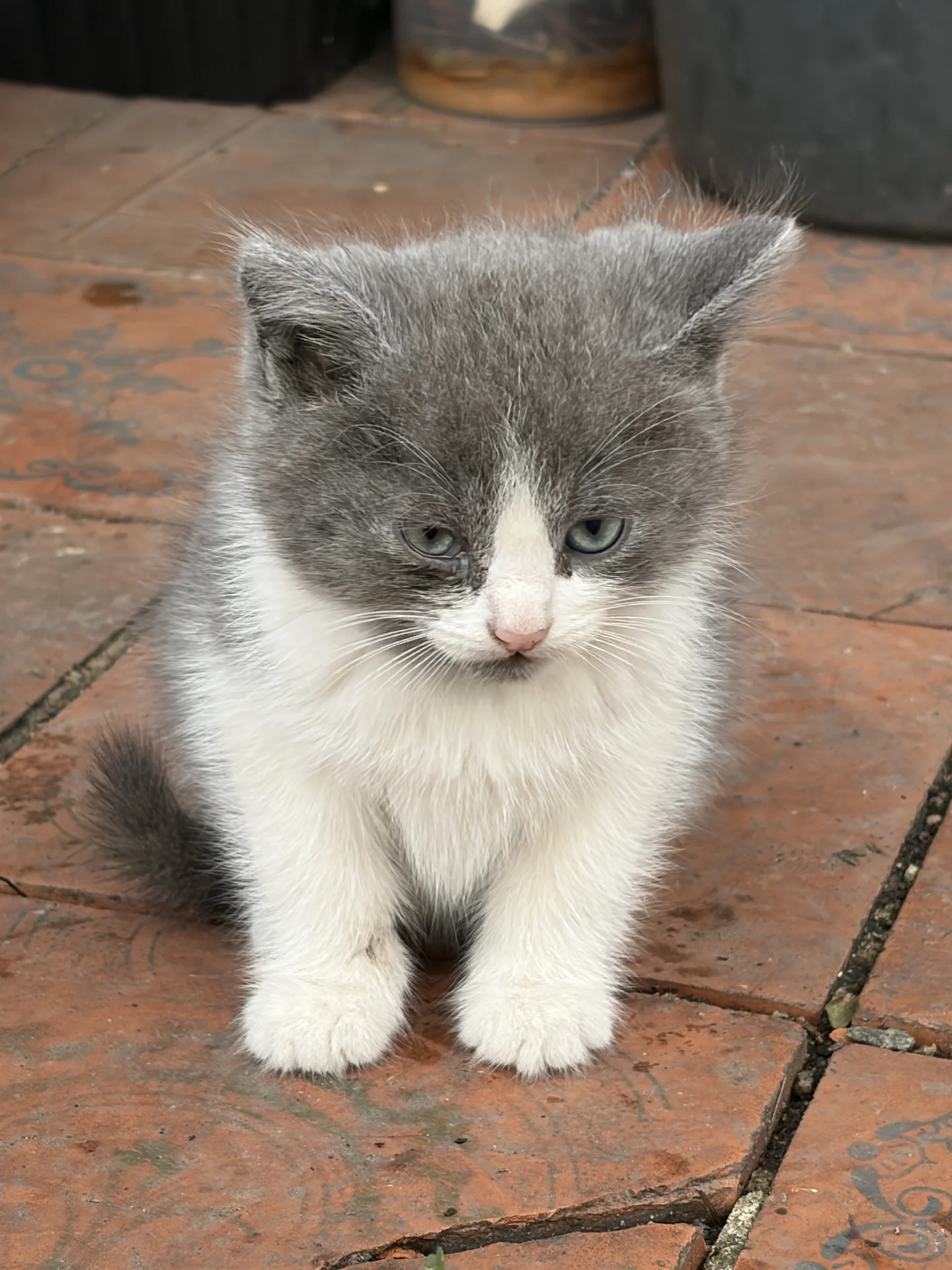 Котенок - миниатюра 3