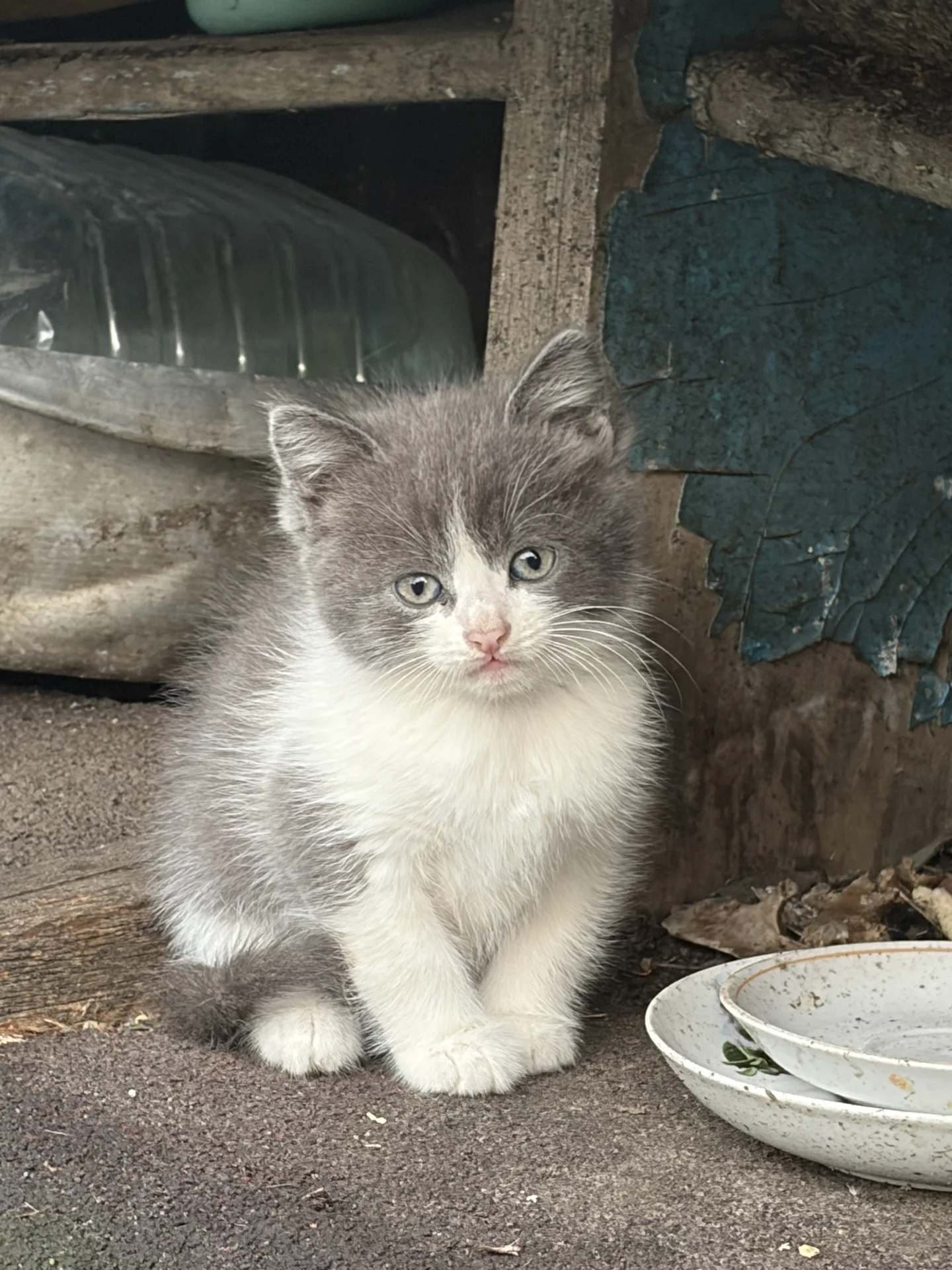 Котенок - миниатюра 4