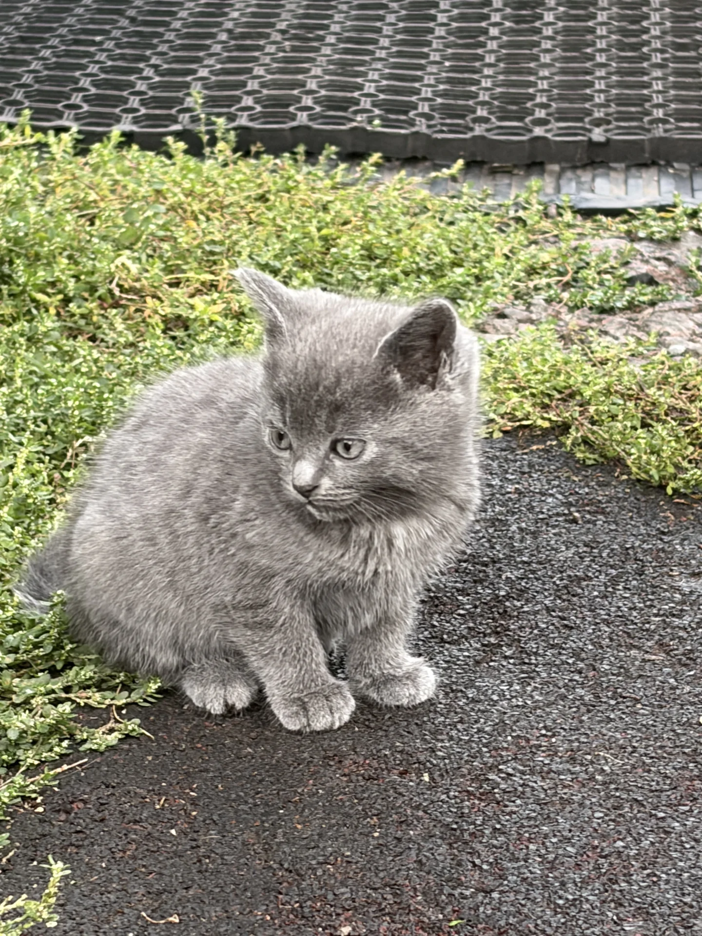 Котенок - миниатюра 5