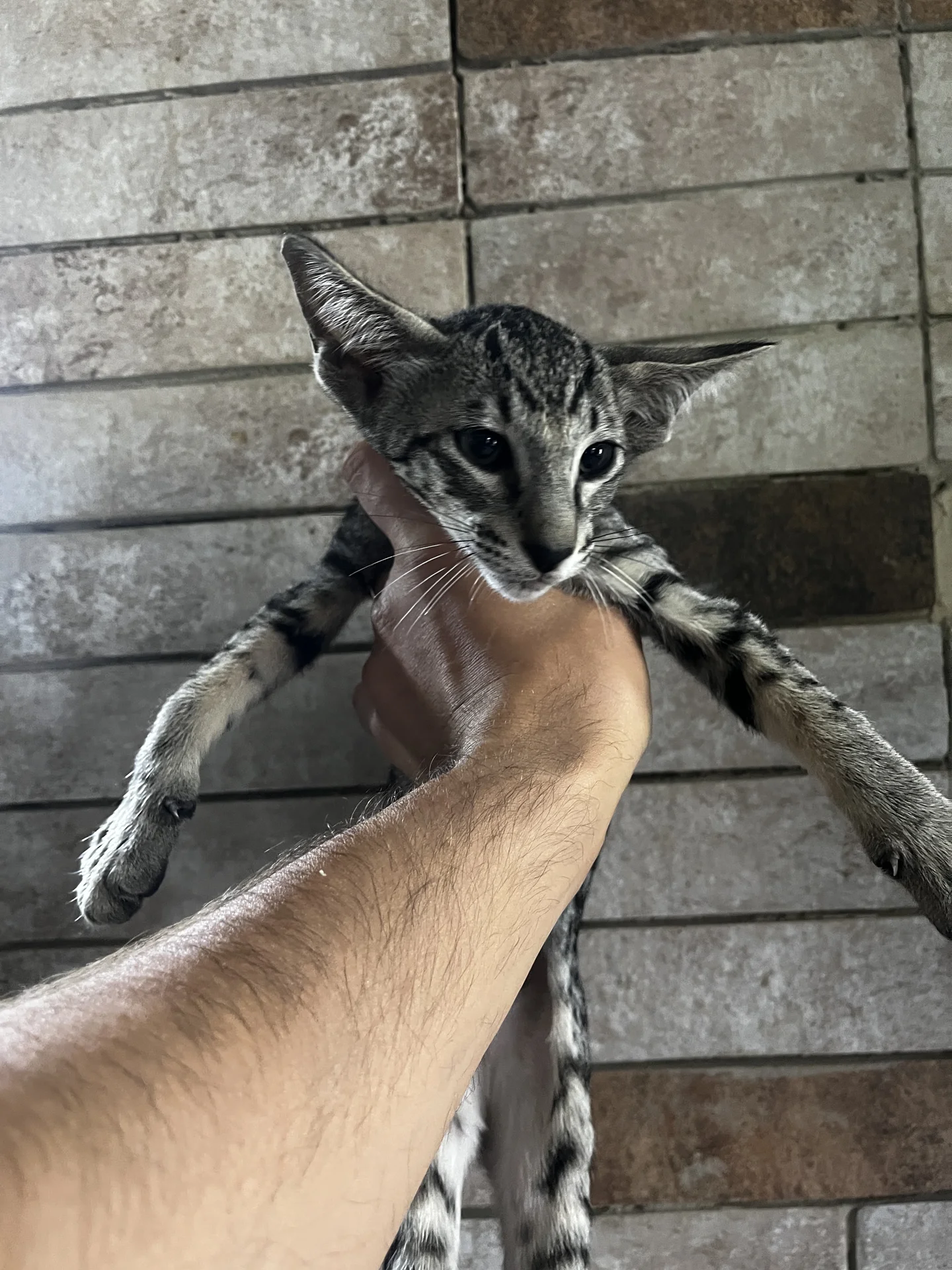 Ориентальный котенок - миниатюра 4