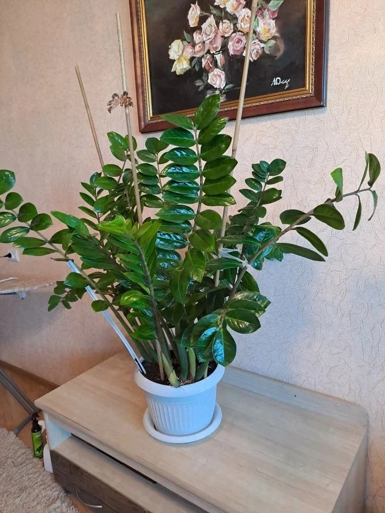 Замиокулькас - изображение 1