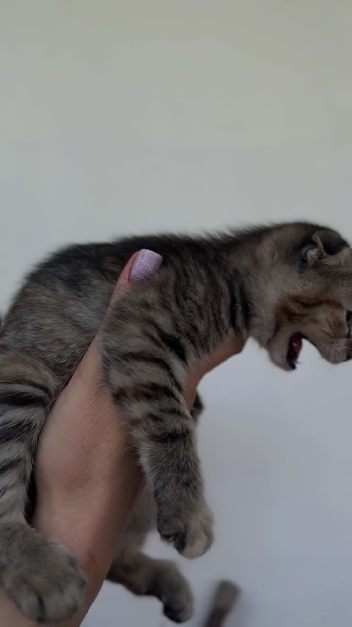 Вислоухий котенок в добрые руки - видео 2