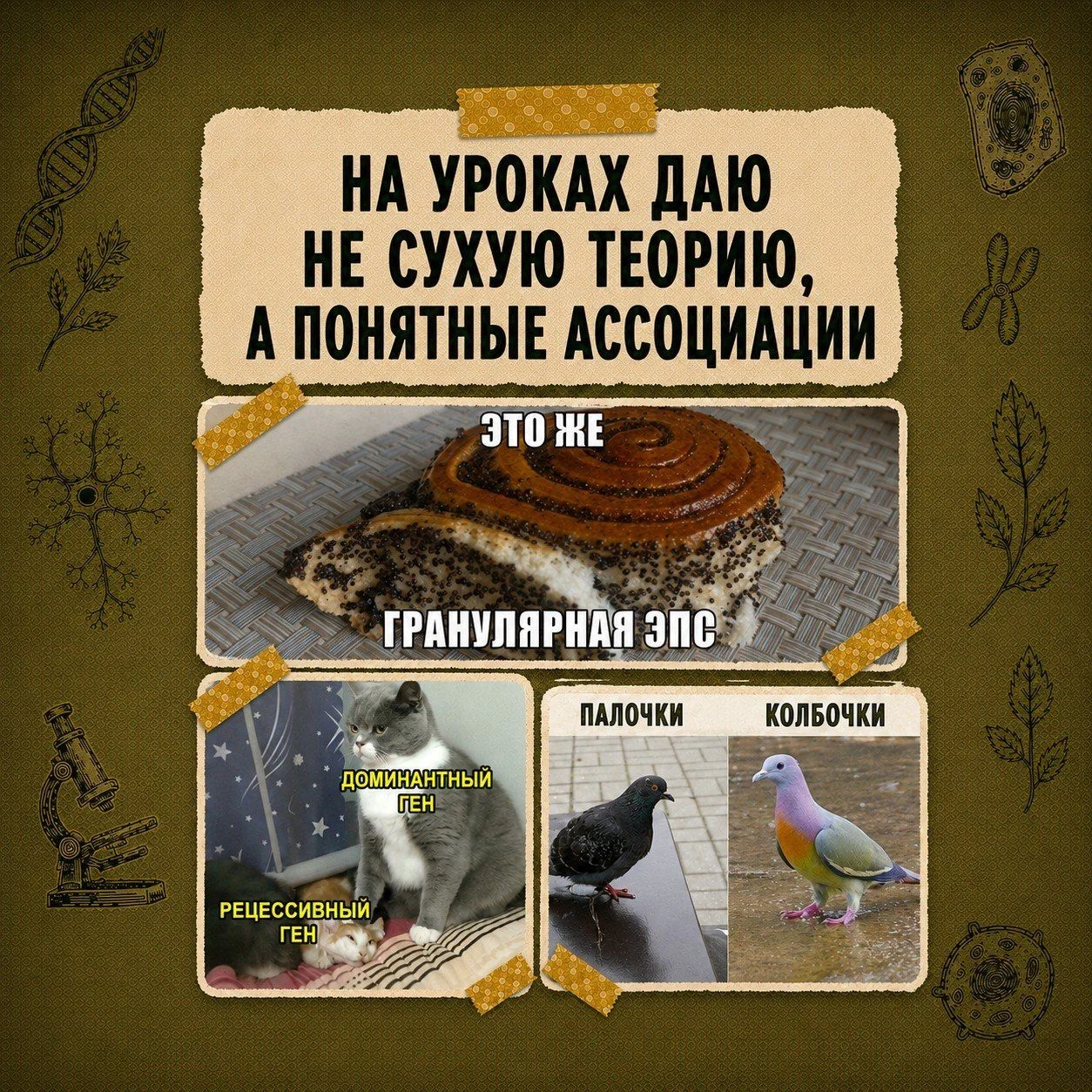 Репетитор по биологии ЕГЭ, ОГЭ онлайн - миниатюра 5