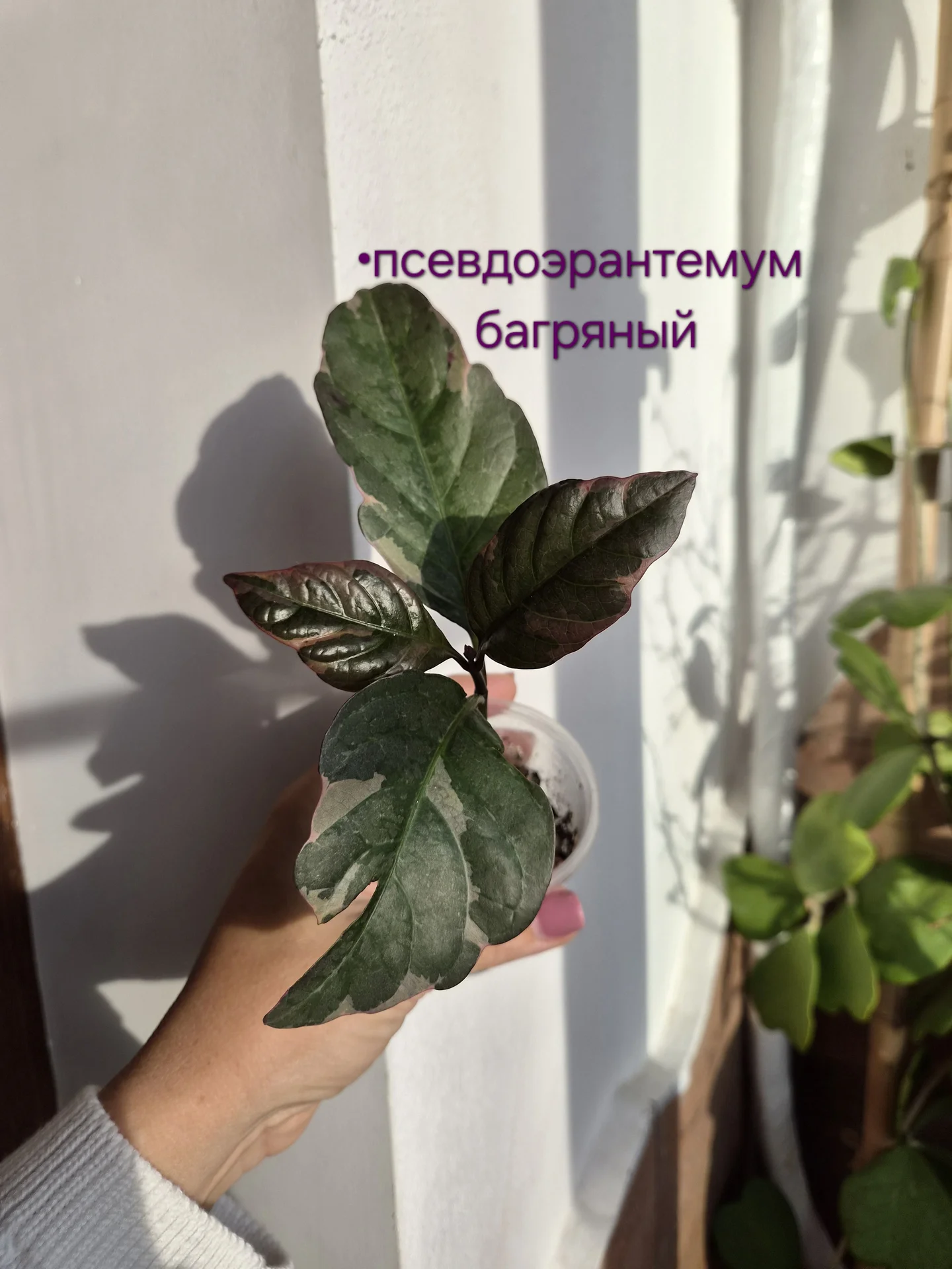 Комнатные растения - миниатюра 14