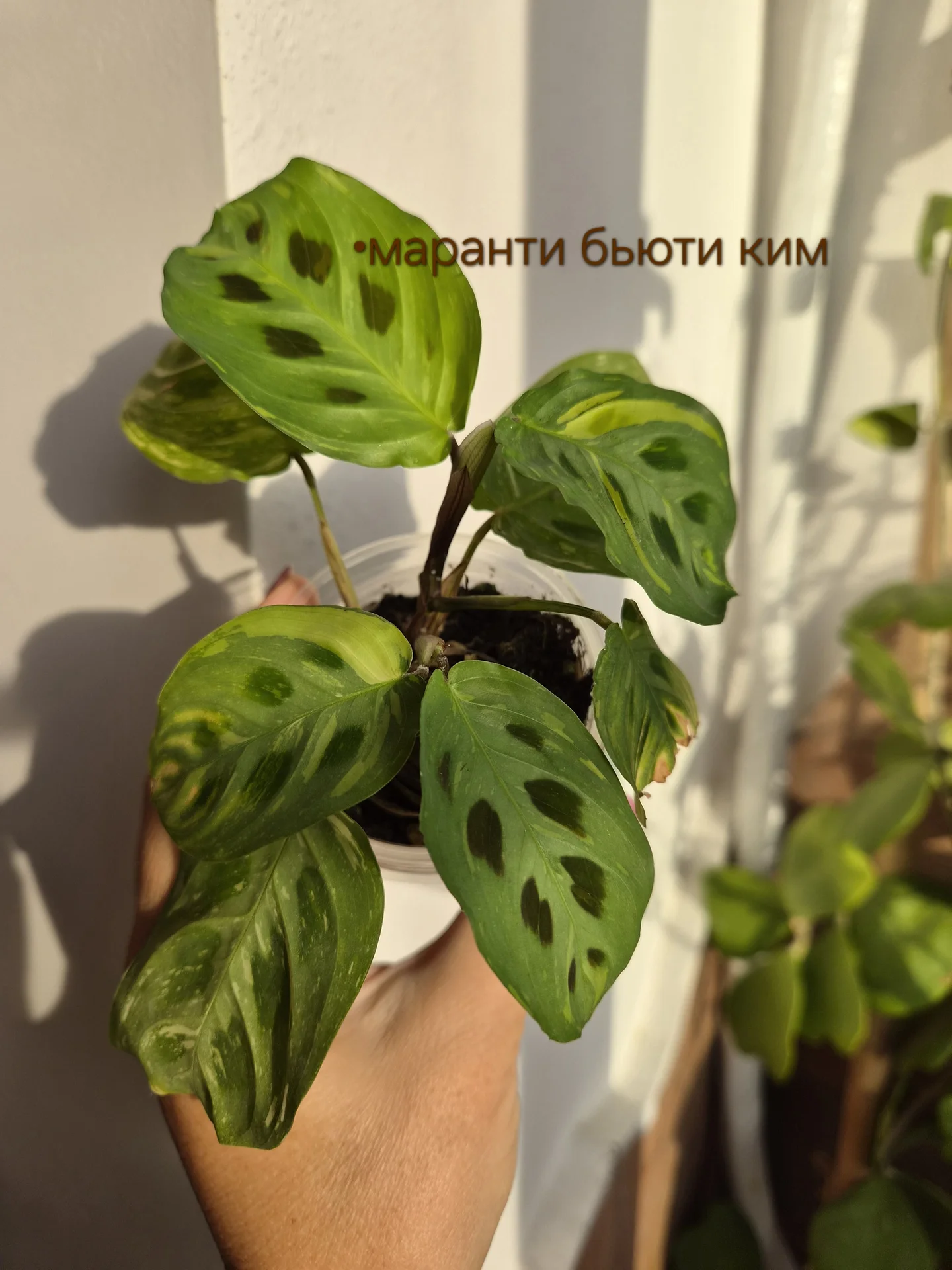 Комнатные растения - миниатюра 15