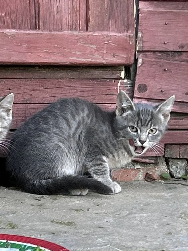 Котенок мальчик 2 мес - миниатюра 2