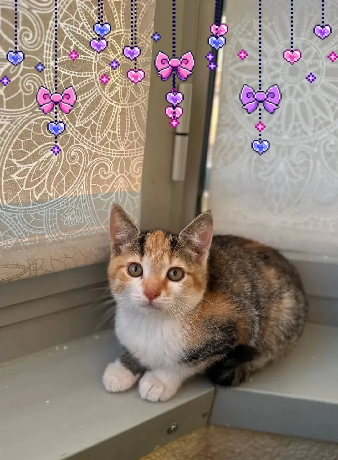 Котёнок девочка 3 мес - изображение 1