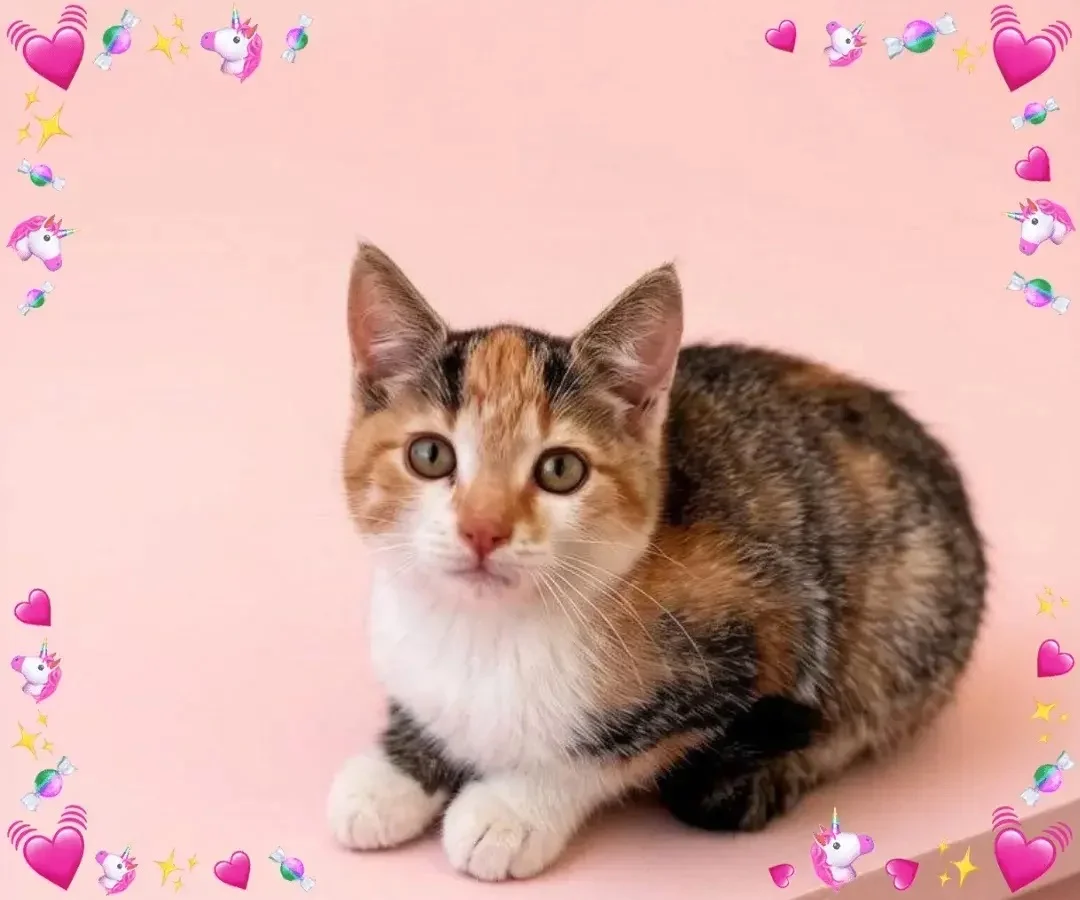 Котёнок девочка 3 мес - миниатюра 3