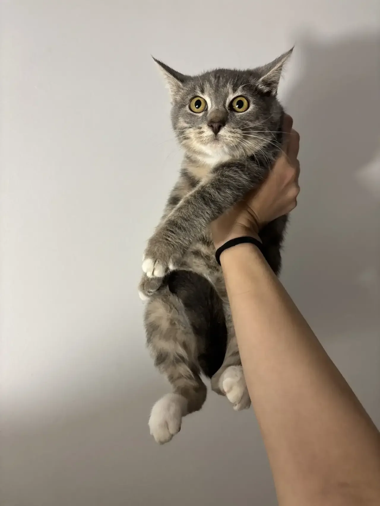 Котенок девочка 3 мес - изображение 1