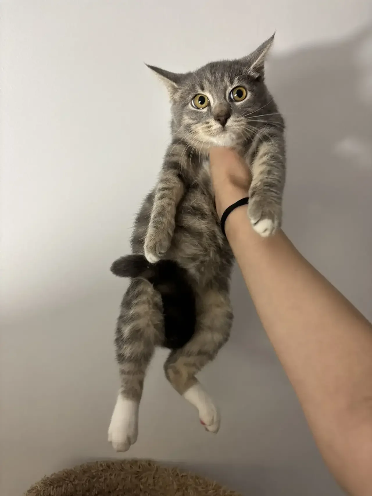 Котенок девочка 3 мес - миниатюра 2