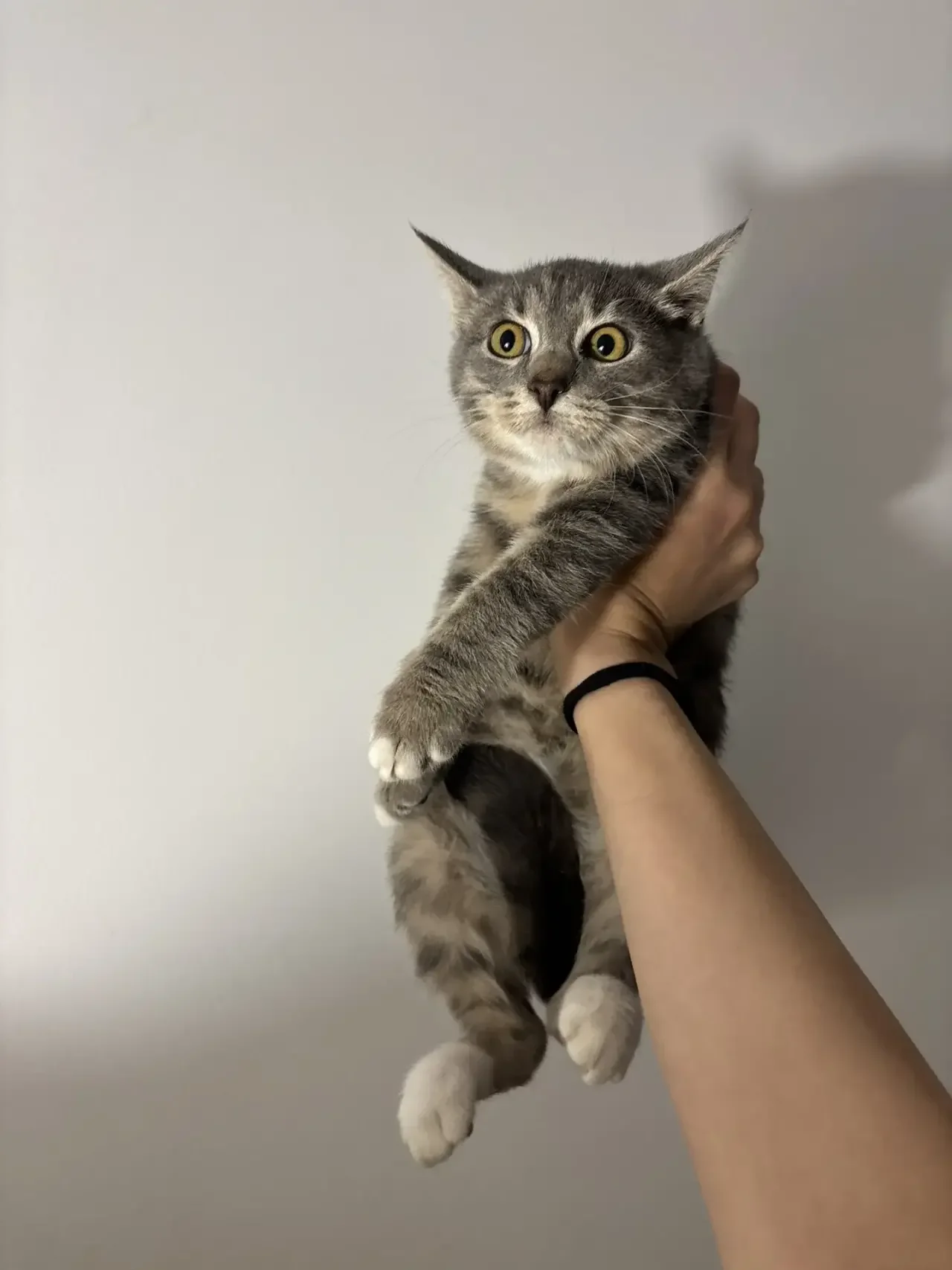 Котенок девочка 3 мес - миниатюра 3