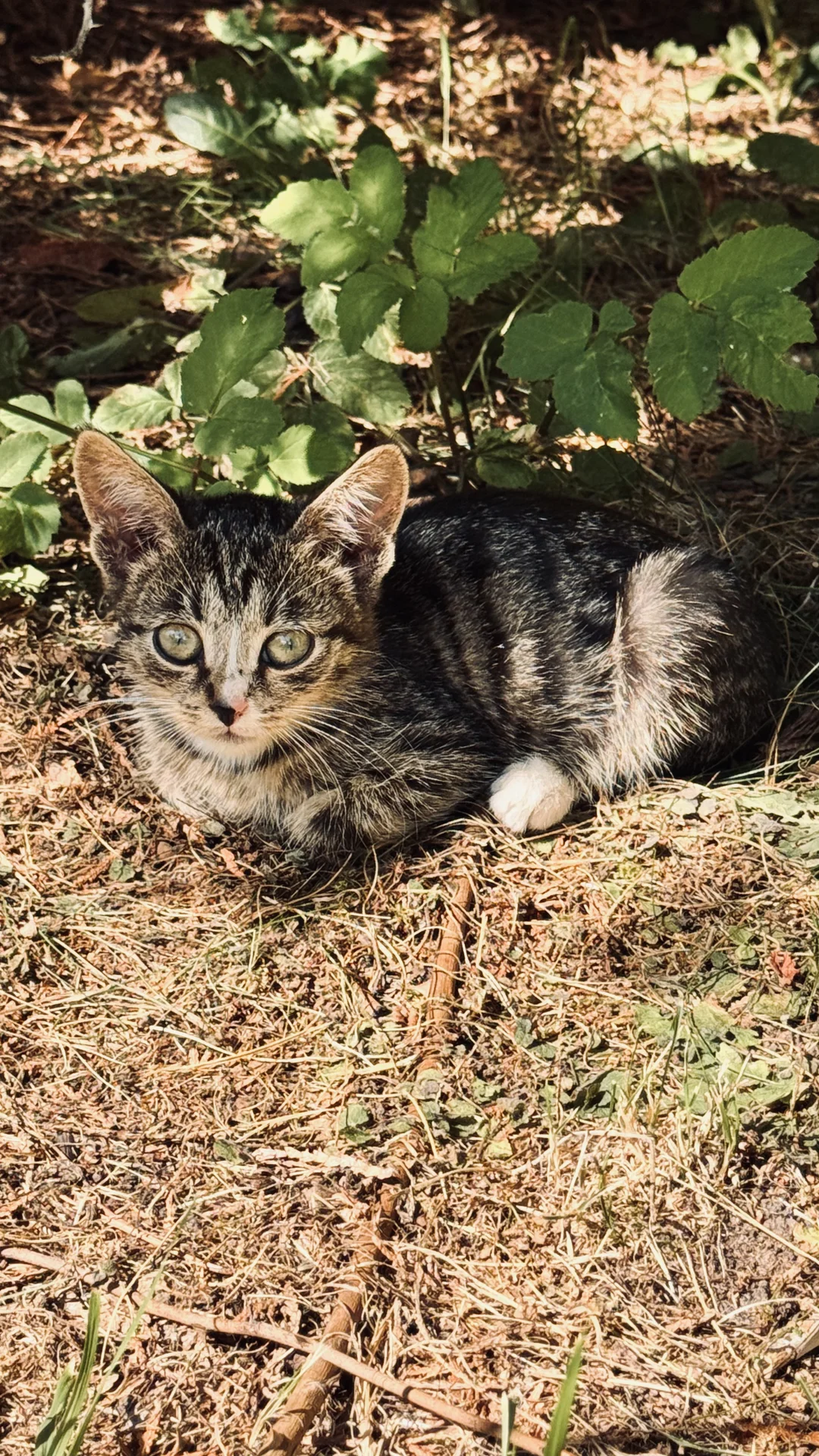 Котенок в добрые руки - миниатюра 3