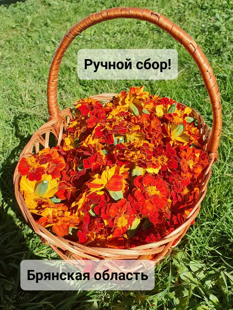 Бархатцы цветки сушёные - миниатюра 5