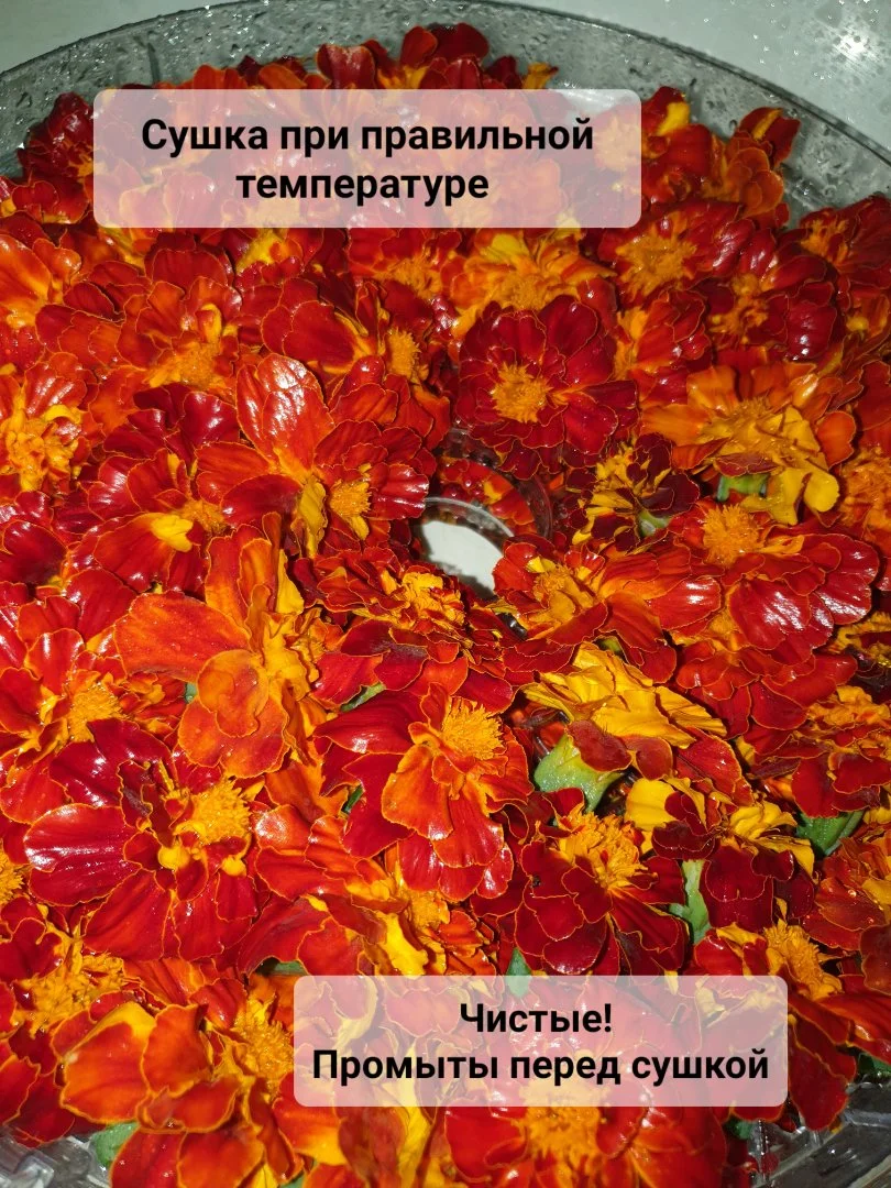 Бархатцы цветки сушёные - миниатюра 6