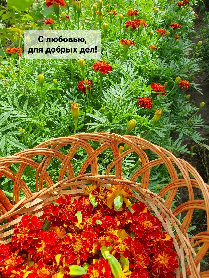 Бархатцы цветки сушёные - миниатюра 7