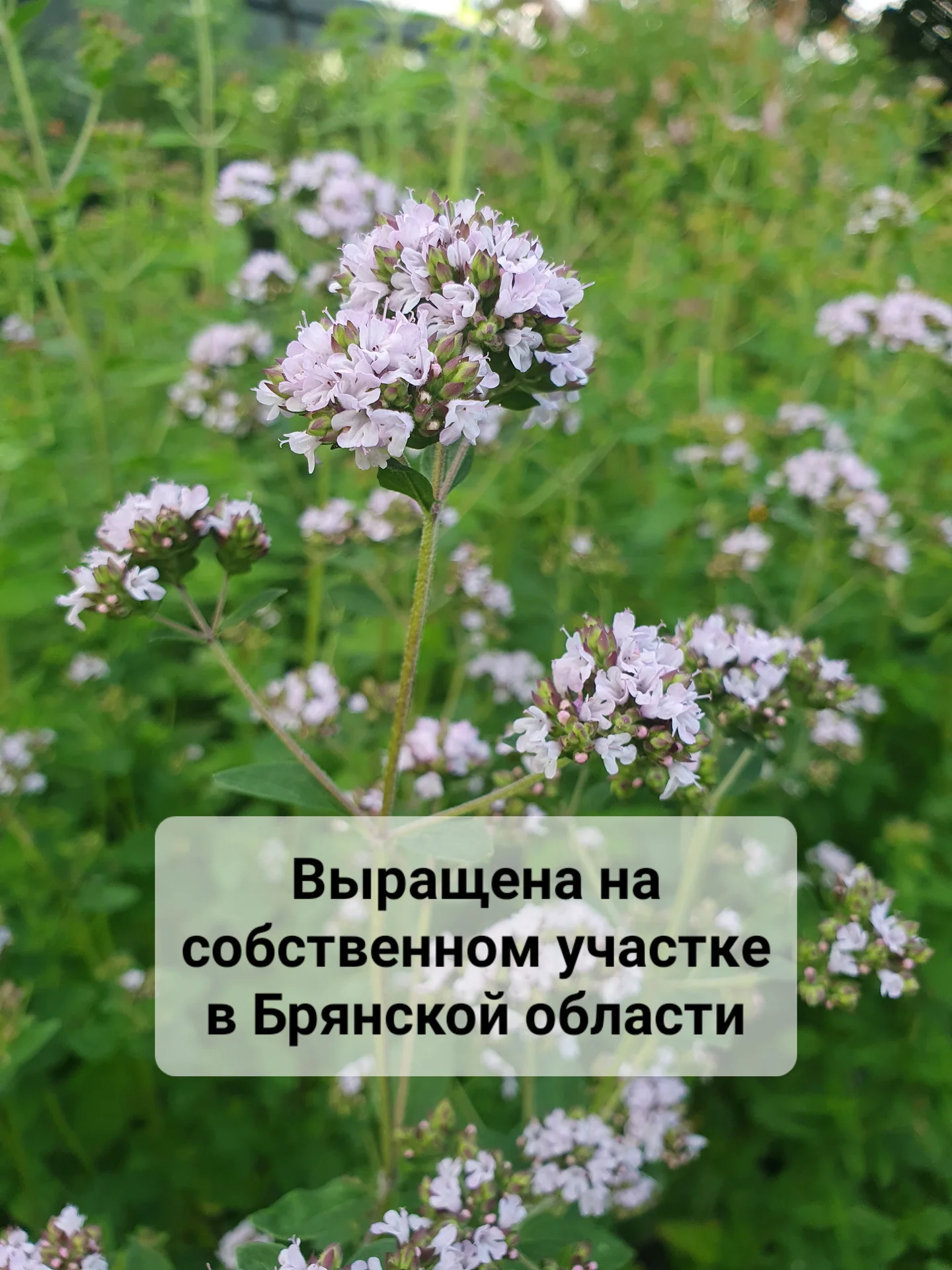 Душица (орегано) цветки сушеные - миниатюра 2