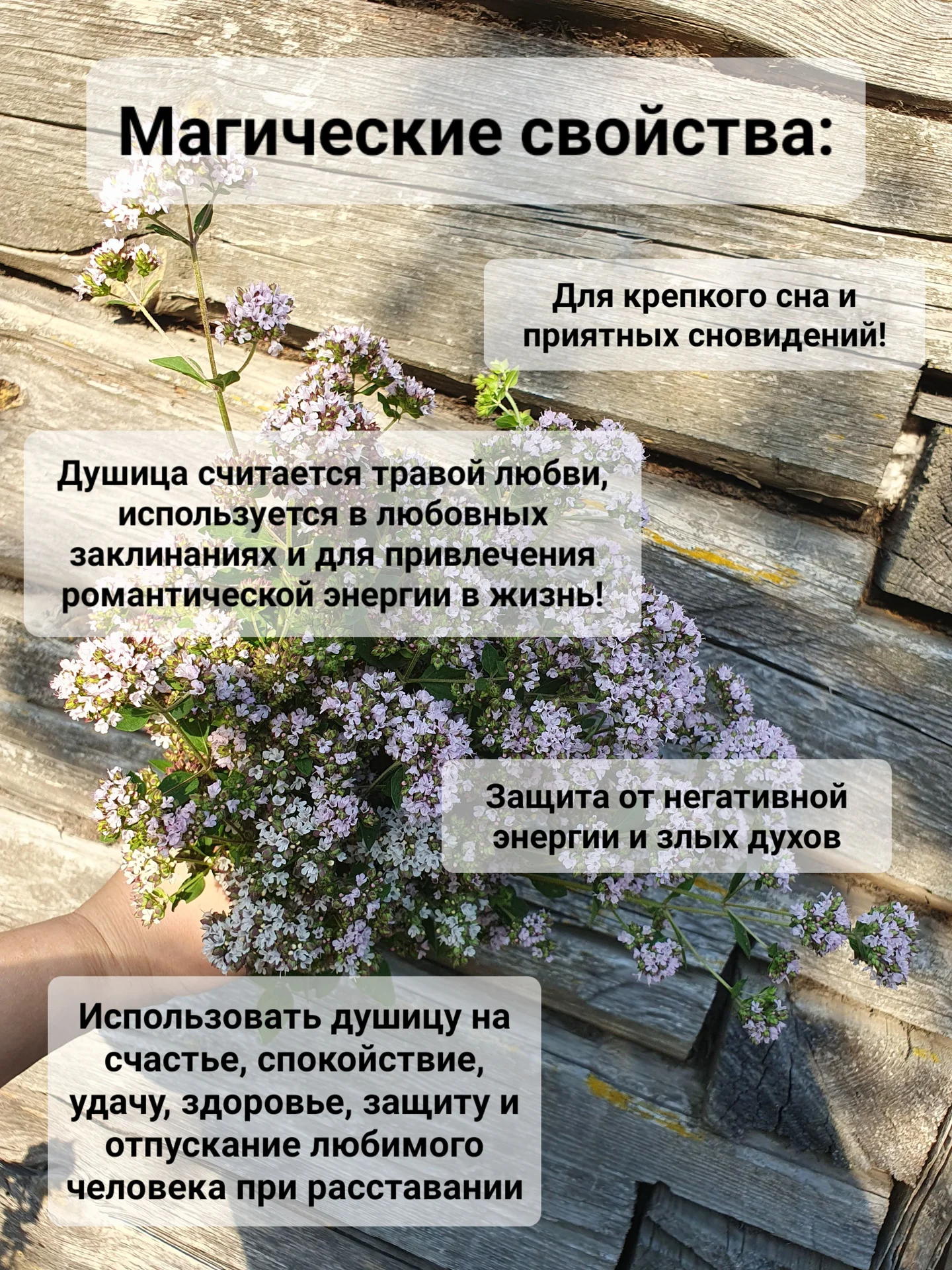 Душица (орегано) цветки сушеные - миниатюра 4