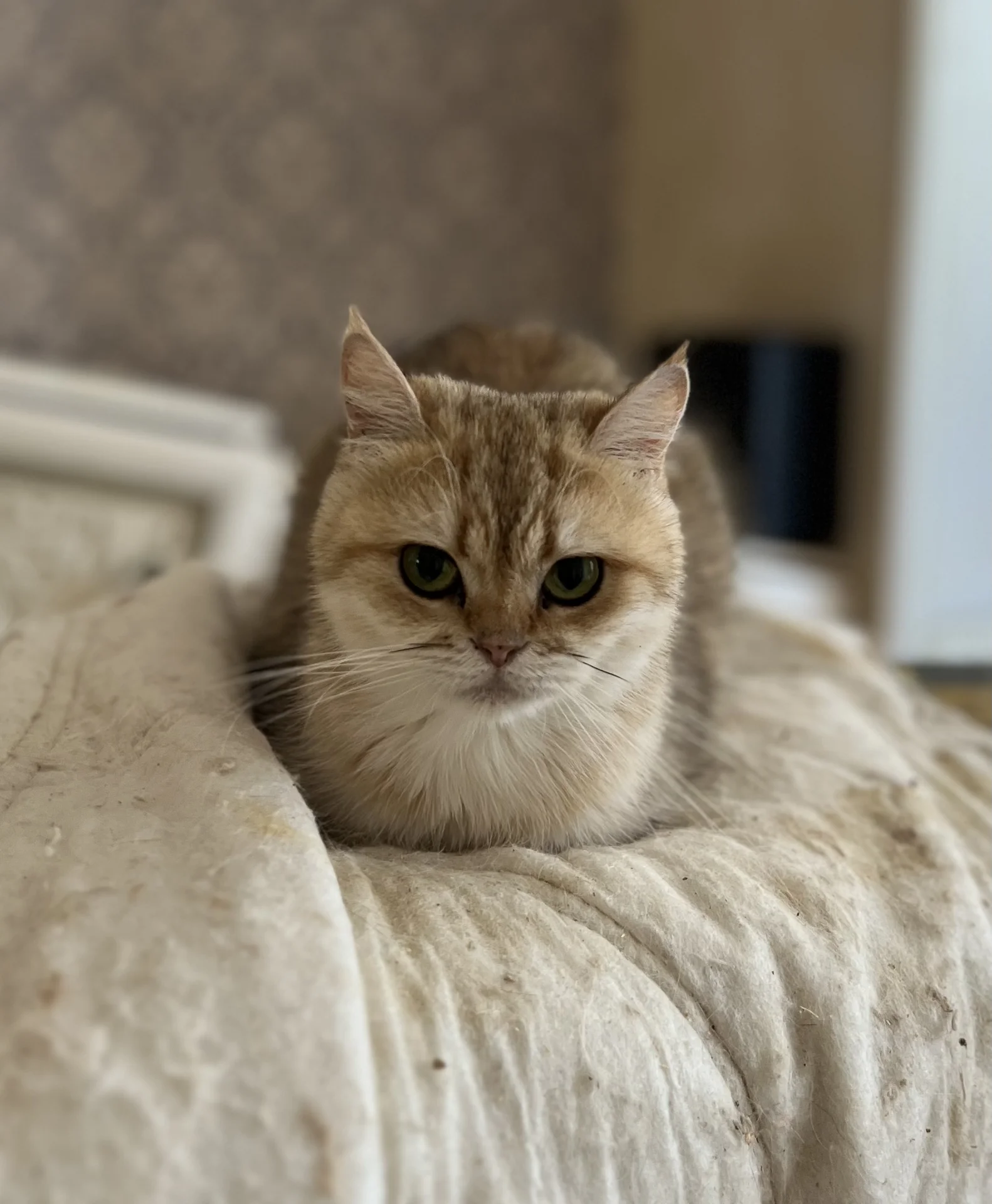 Британские кошки - миниатюра 2