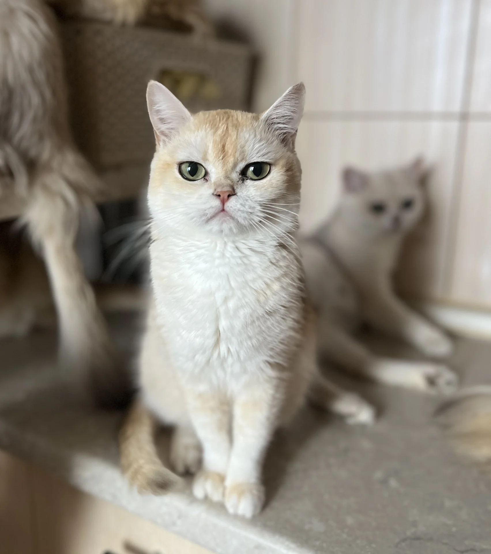 Британские кошки - миниатюра 5
