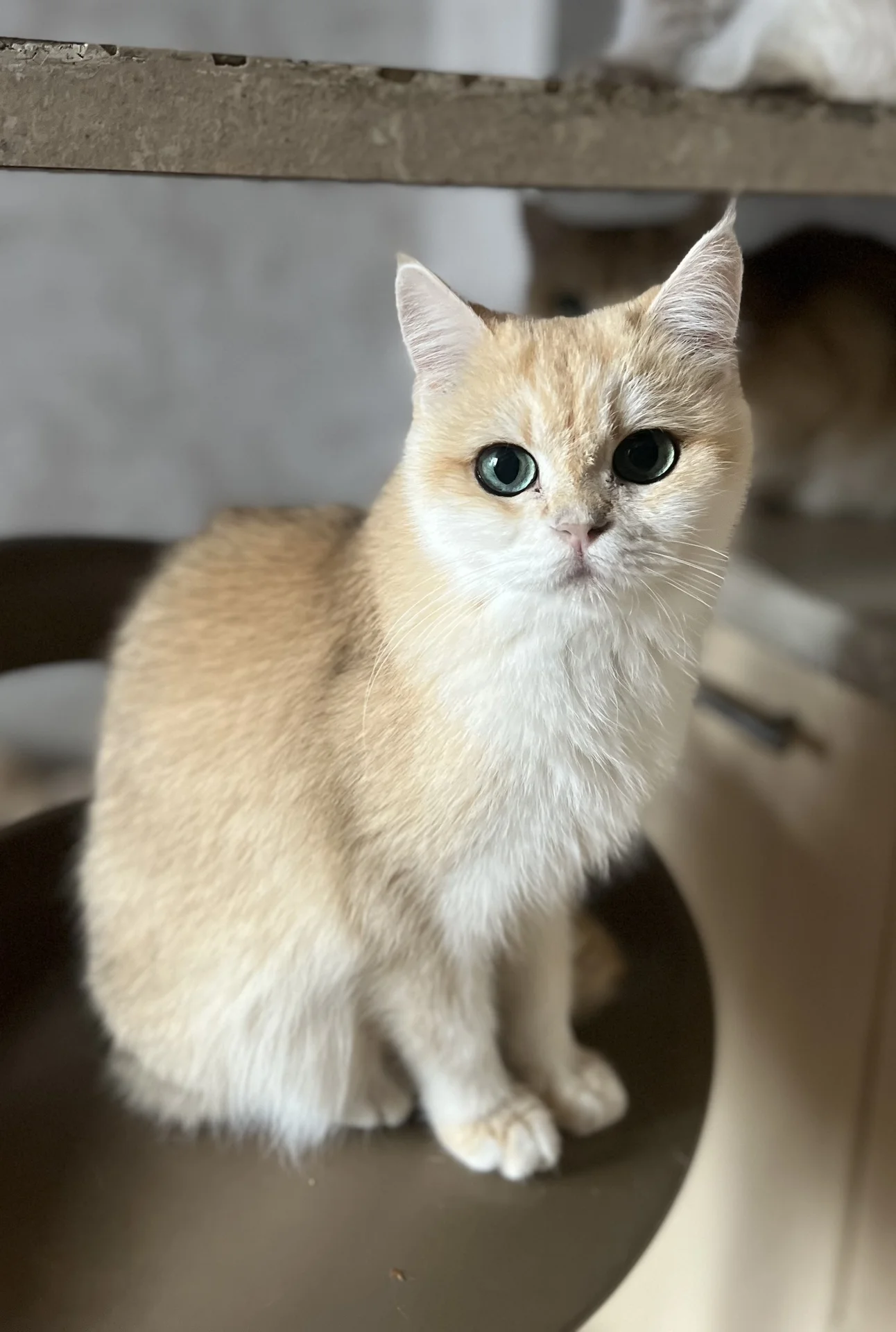 Британские кошки - миниатюра 9