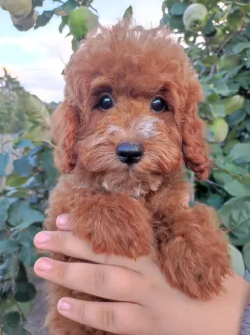 кавапу щенки