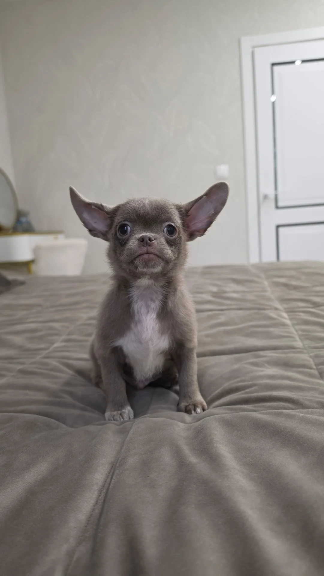 малыш чихуахуа - изображение 1